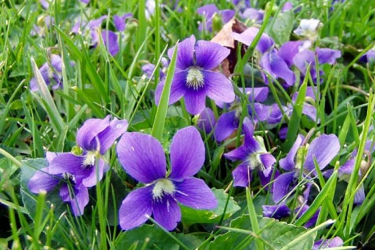 Peyğəmbərin göz yaşından  yaranmış bənövşənin  şəfalı xüsusiyyətləri