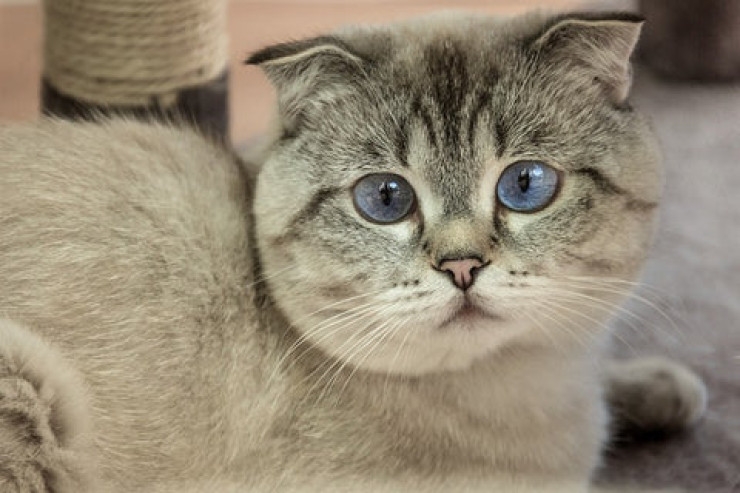 Scottish Fold pişiyinə  evdə necə rahat şərait qurmaq olar?
