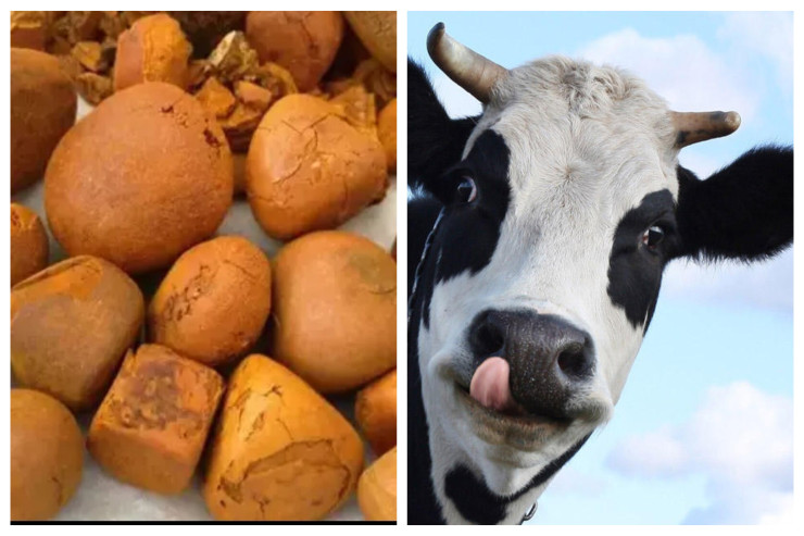 Azərbaycanda heyvanların öd daşı  qızıl qiymətinə satılır