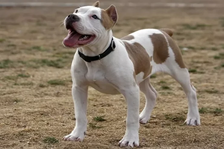 Pitbul itinin  ömrünü uzatmağın yolları