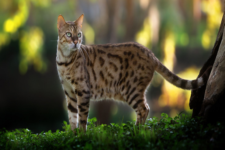 Benqal pişiyinin  ictimailəşdirilməsinin üsulları