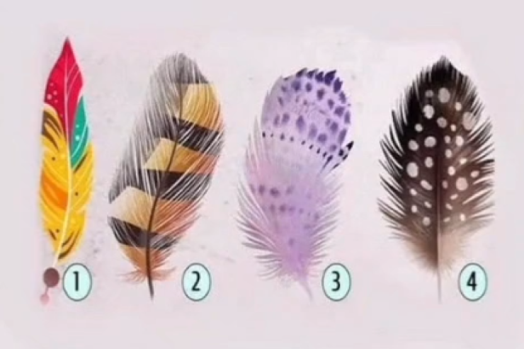 Lələklərdən birini seçin,  yaşam missiyanızı  anlayın