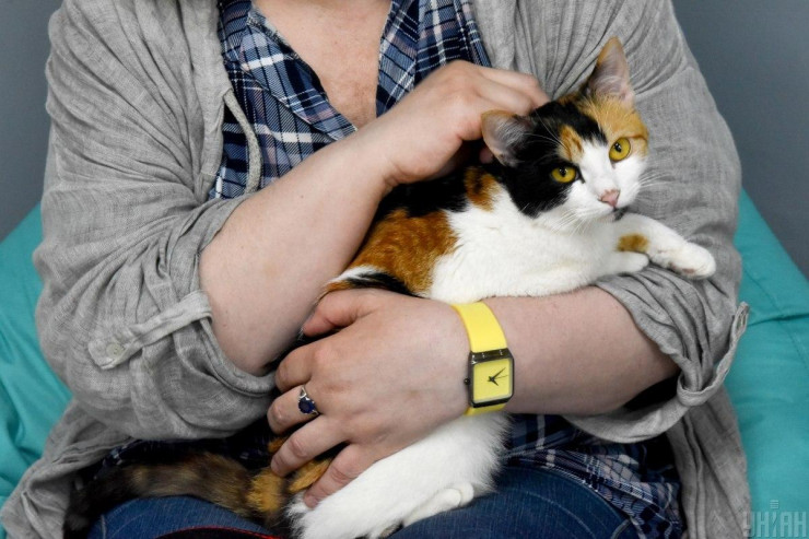 Süni intellekt artıq pişiklərdə ağrıları aşkar edəcək 