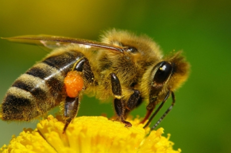 Arılar xərçəngi  aşkar edə bilir -  MARAQLI FAKT 