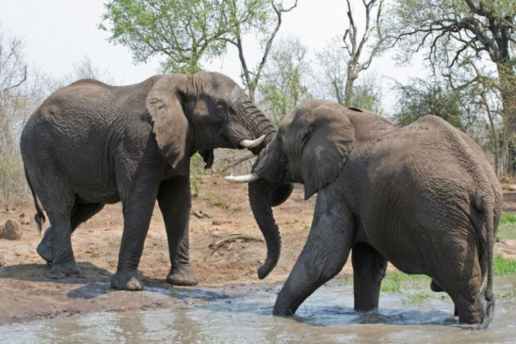 Fillər insanlar kimi bir-birlərini adla  çağırırlar -  ARAŞDIRMA 