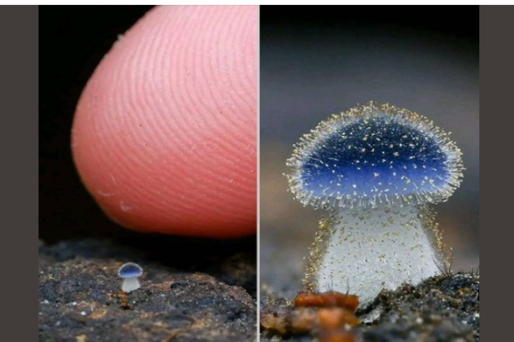 Dünyanın ən kiçik göbələyi  – Cəmi 1 millimetrdir