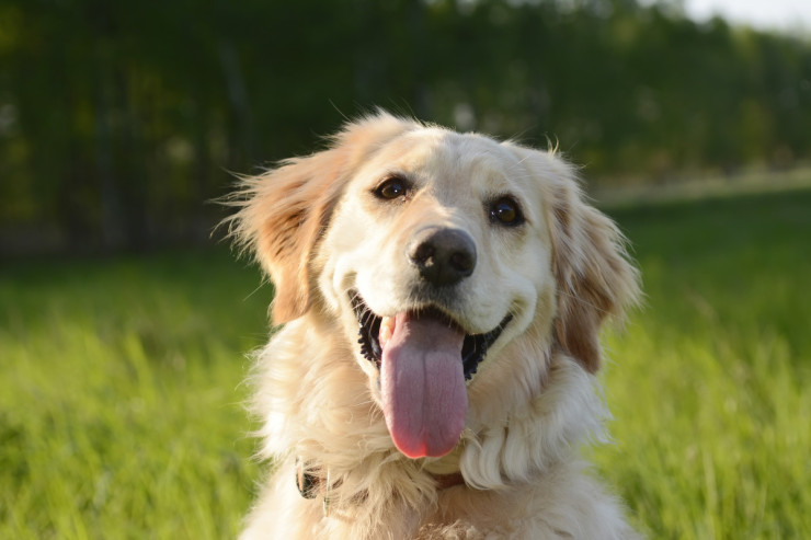Golden retriever itinin  ömrünü uzatmağın yolları