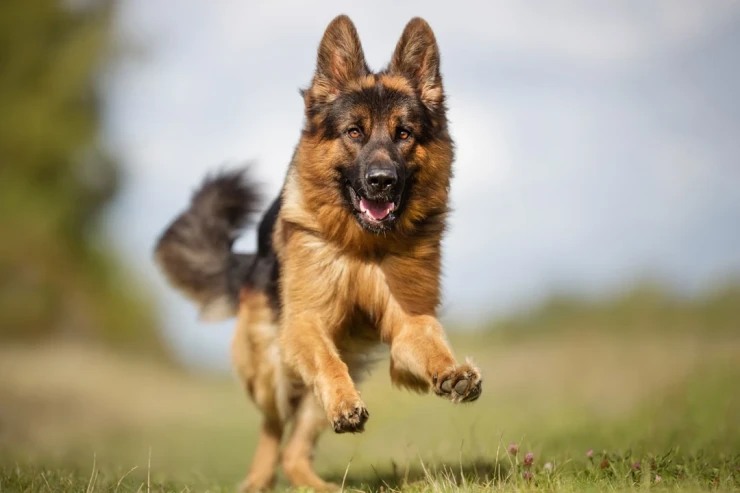 Alman Çoban itləri  üçün ən yaxşı məşq rutinləri