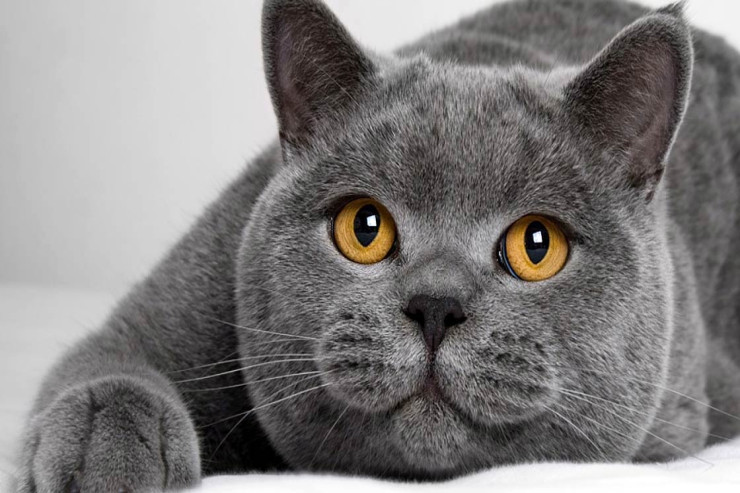 British Shorthair pişikləri  üçün ən yaxşı məşq üsulları