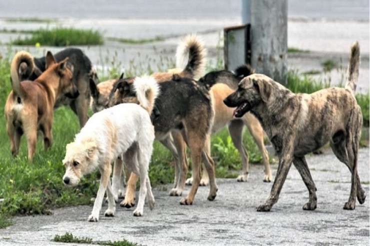 Niyə iti insan adı ilə  çağırmaq olmaz? - İNANCLAR 