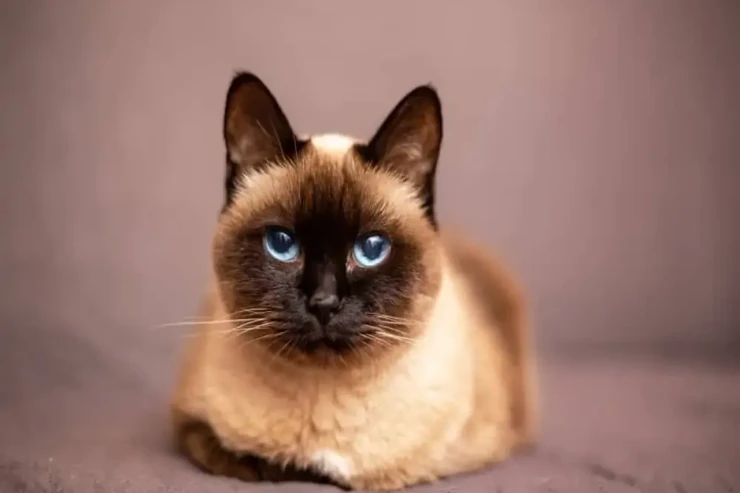 Siam pişikləri  üçün pəhriz məsləhətləri