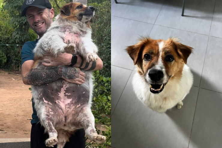 Ölüm ayağında olan iti sağaldıb, "BESTMODEL"İN   adını verdi