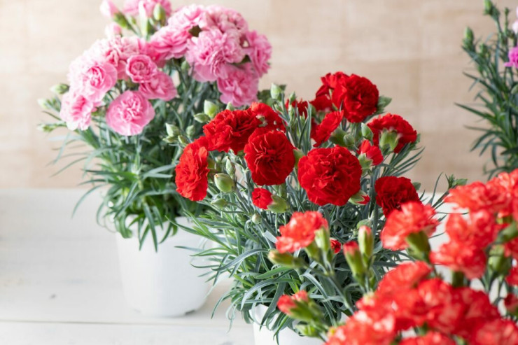 Niyə qərənfil yas çiçəyi  hesab olunur?