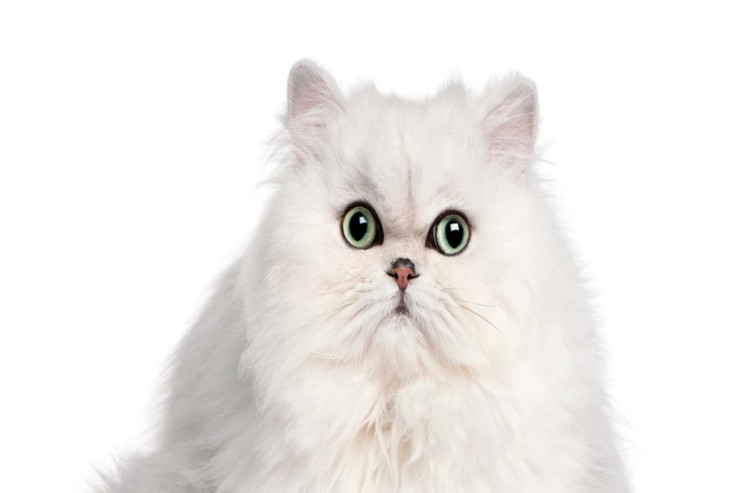 İran pişikləri  üçün mükəmməl rahatlıq zonası yaratmağın yolları