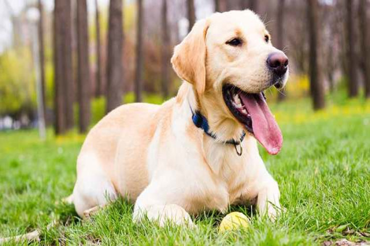Labrador retriever itinə  vacib olan 5 əsas təlim qaydaları