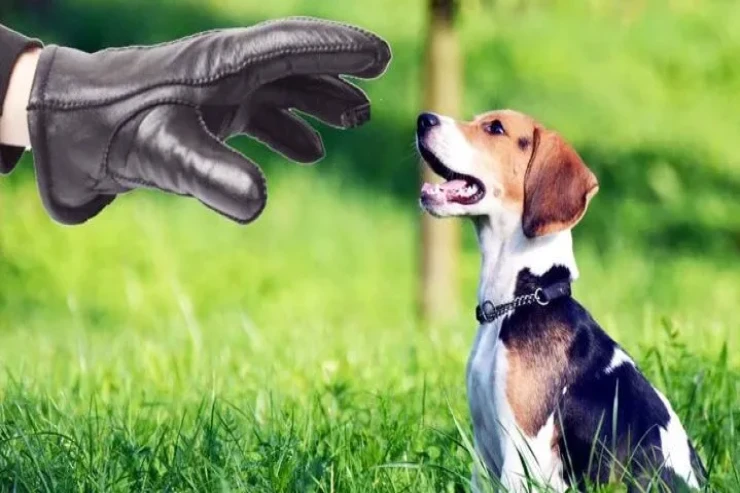 Bakıda bahalı iti   oğurlayan TUTULDU