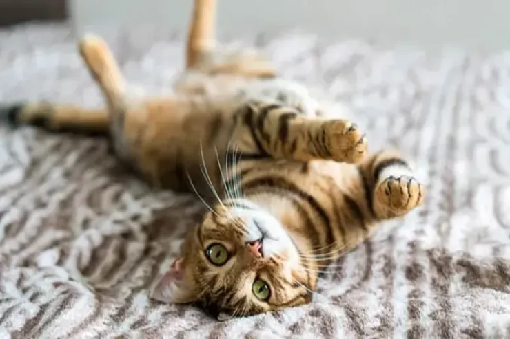 Benqal pişikləri  üçün stimullaşdırıcı ev mühiti yaratmağın yolları