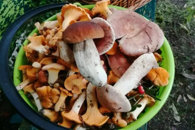 Bu göbələklər  dünyada ən sağlam  hesab olunur