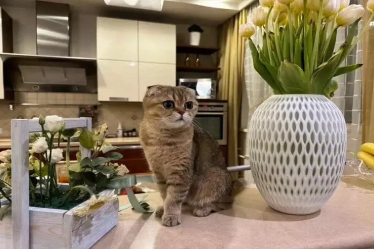 Hansı pişik cinsləri ən ağıllı  hesab olunur?