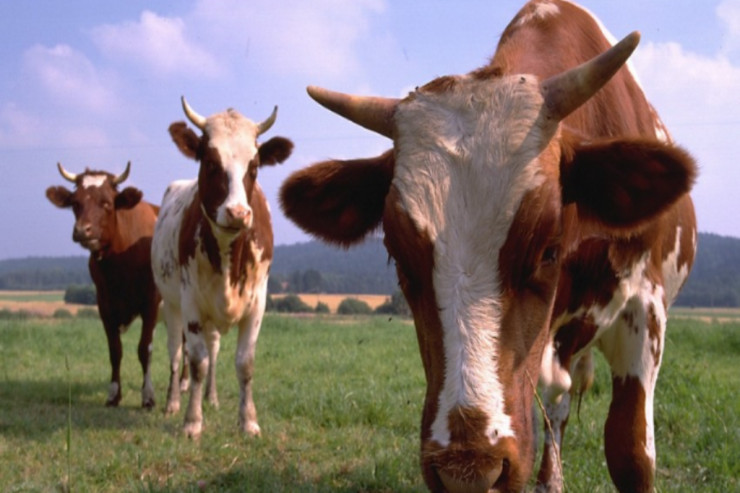 Şəkidə DƏHŞƏT:  inək sahibini  öldürdü 