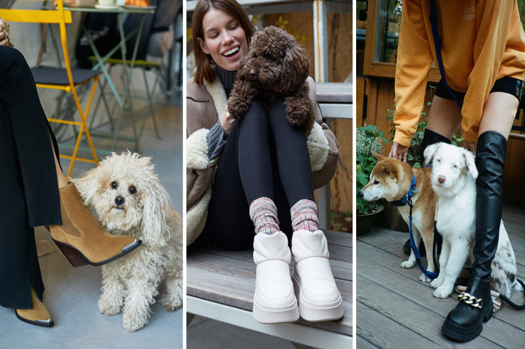 Ev heyvanlarını gəzdirərkən necə geyinmək lazımdır?   