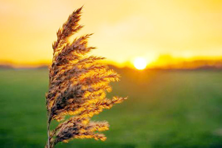 Bu axşam çökə bişirib  qonağa verin! - Yel çərşənbəsi 