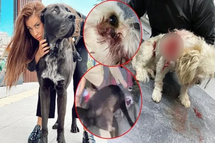 Müğənni vəhşi itinə görə CƏRİMƏLƏNDİ  