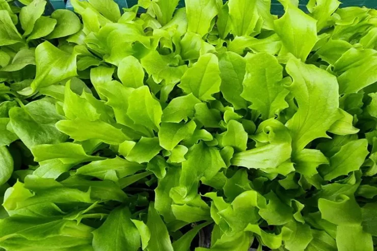 Ən dadlı  kahı növləri  