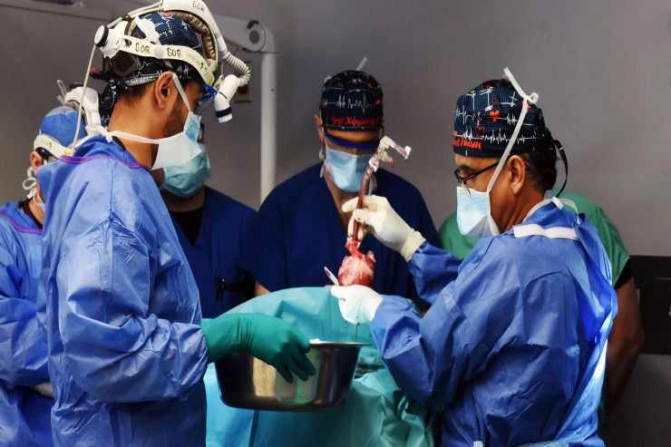 İnsan bədəninə ilk dəfə olaraq donuz böyrəyi  köçürüldü