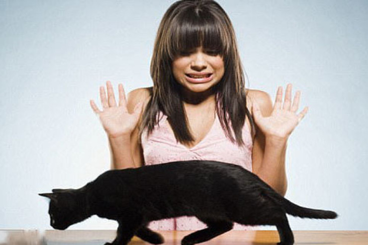  İnsanlar və pişiklər   arasındakı münasibətin tarixi: 12 min il... 