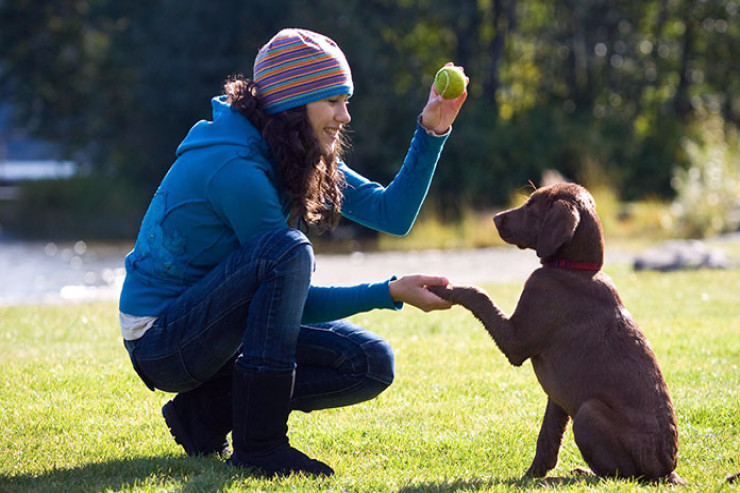 İt üçün əsas 5 əmr -  BİLMƏLİSİNİZ 