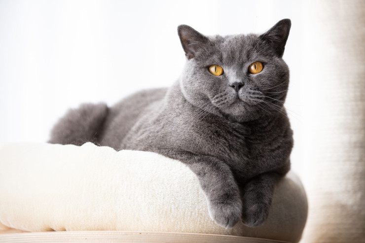 British Shorthair pişiklərinin təlimi  – Davranışlarının yaxşılaşdırılması üçün məsləhətlər