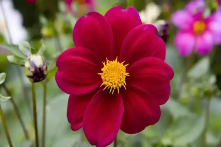 Yuxuda çiçək görmək  nə vəd edir? – Gözəllik və inkişaf