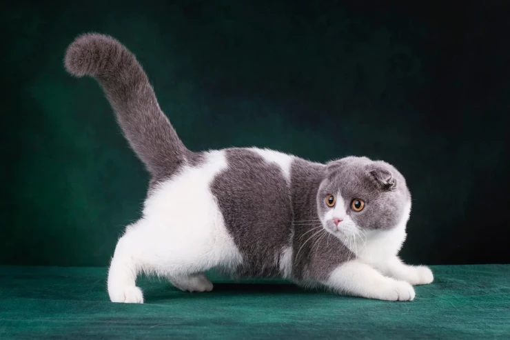 Scottish Fold pişiyinin təlimi  - Ən düzgün təlim qaydaları