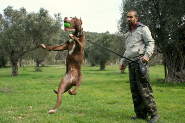 Pitbul itlərinin  düzgün təlim qaydaları