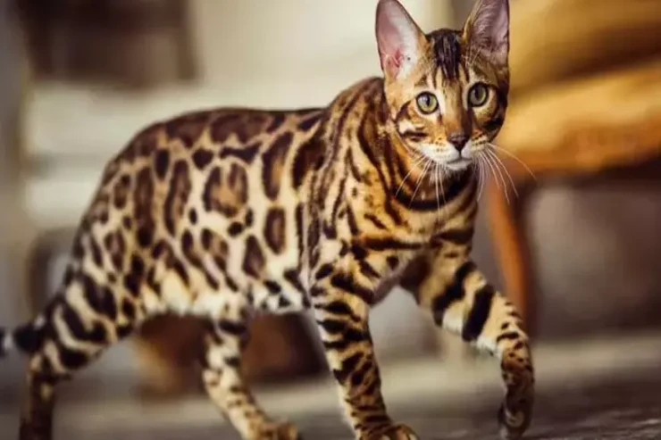 Benqal pişiyinə  olan ən düzgün təlim qaydaları