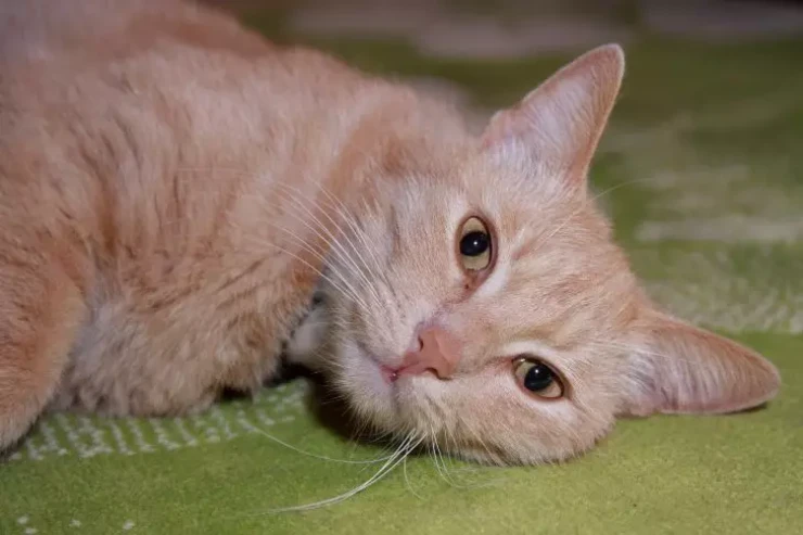 Pişik sahibinə necə  "sağ ol"   deyir? - 3 seçim  