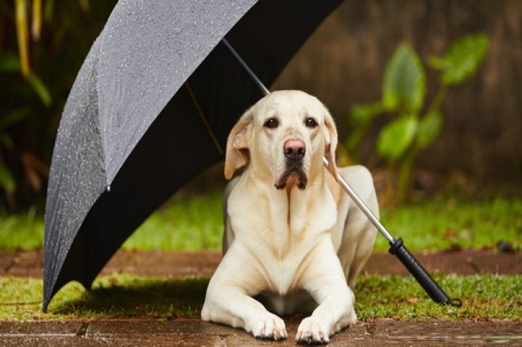 İtlər yağışdan qorxurlar?  - Alimlər məşhur mifi dağıtdılar