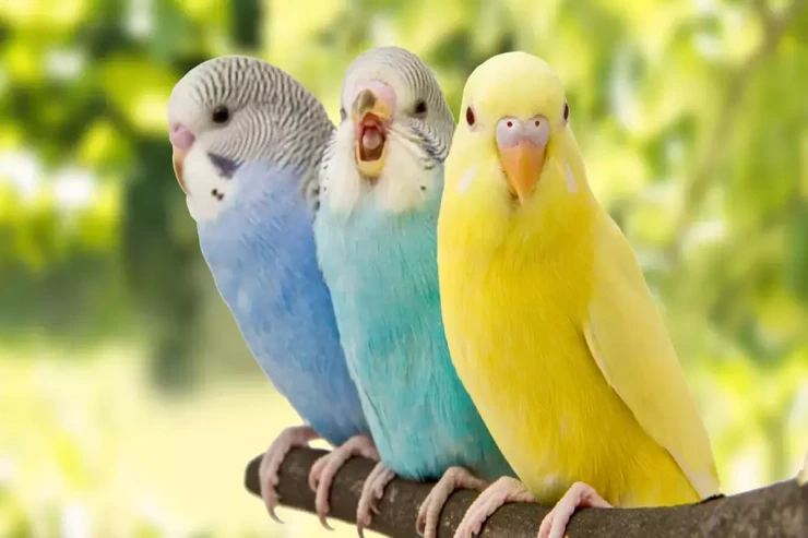 Yuxuda quş görmək  nə deməkdir? - Azadlıq və rahatlıq