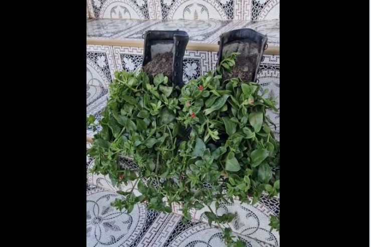 Həyat yoldaşı şəhidin çəkmələrində gül əkdi - VİDEO 