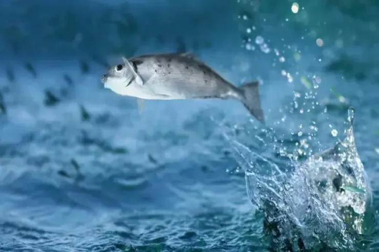 Yuxuda balıq görmək  nə deməkdir?