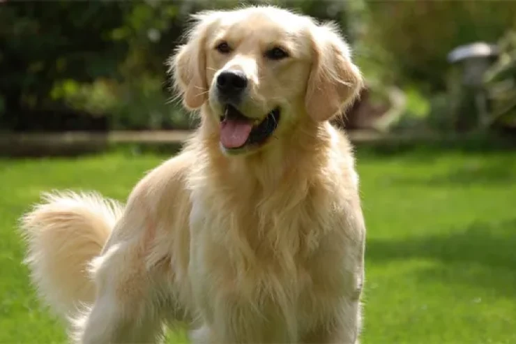 Golden Retriever itinin  təlimində ustalaşmaq üçün əsas amillər