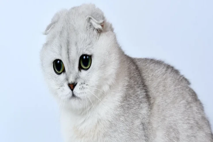 Scottish Fold pişiyinizin  ömrünü uzatmaq üçün vacib olan qaydalar
