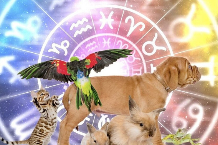 Hansı ev heyvanı  sizin bürcünüzə   uyğundur?