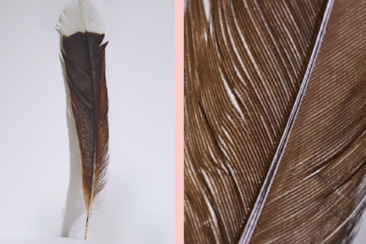 Dünyanın ən bahalı lələyi   bu qiymətə satıldı - REKORD