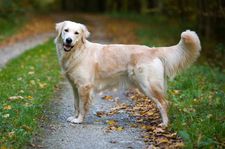 Golden Retrieverlər itlərinin  hücumlarının qarşısının alınması strategiyaları