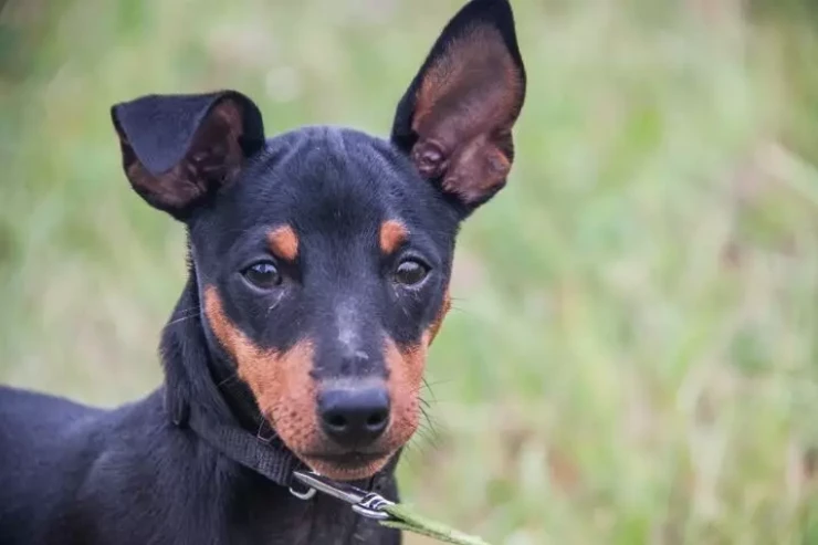 Bu itlər axmaq hesab olunur – SƏBƏB  