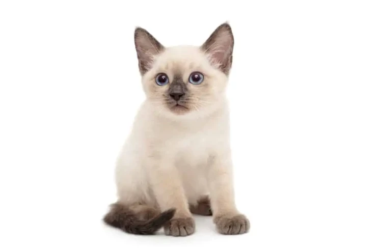 Siam bala pişiklərinin  baxımında ilk 1 il vacib olan amillər