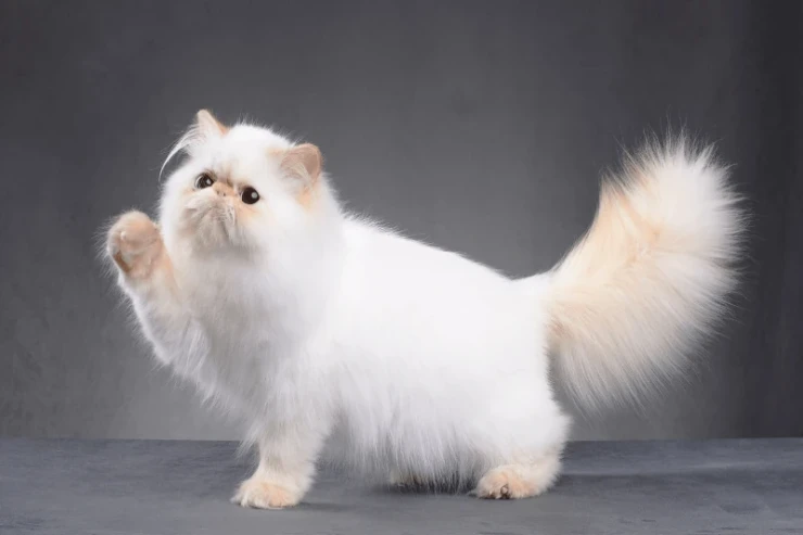 İran pişiklərində  ən çox yayılan xəstəliklər