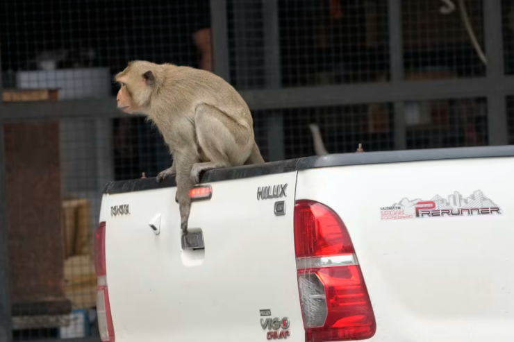 Şəhərdə  terror təşkil edən meymunlar   həbsxanaya düşdülər